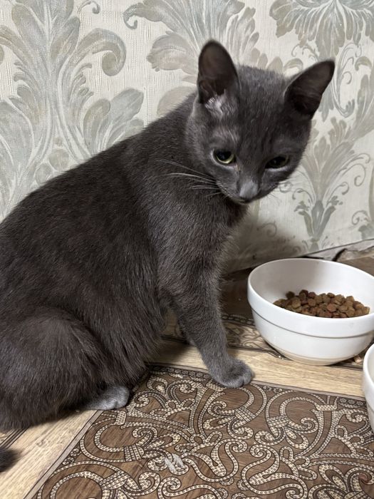 Отдаем кошку в добрые руки