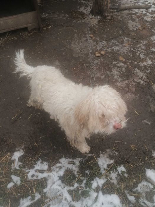 Продава се лагото романьоло