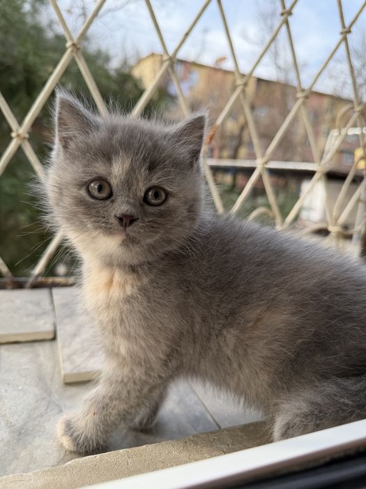 Котенок Скотиш Страйт