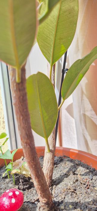 Floare in ghiveci Ficus