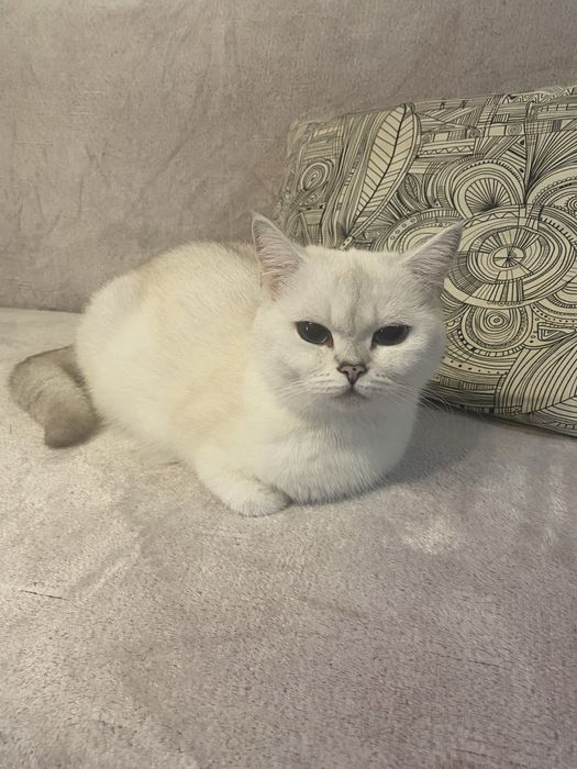 Британска чинчила