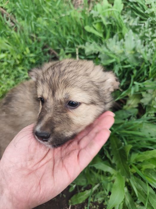 Щенок мальчик пёс собака кобель