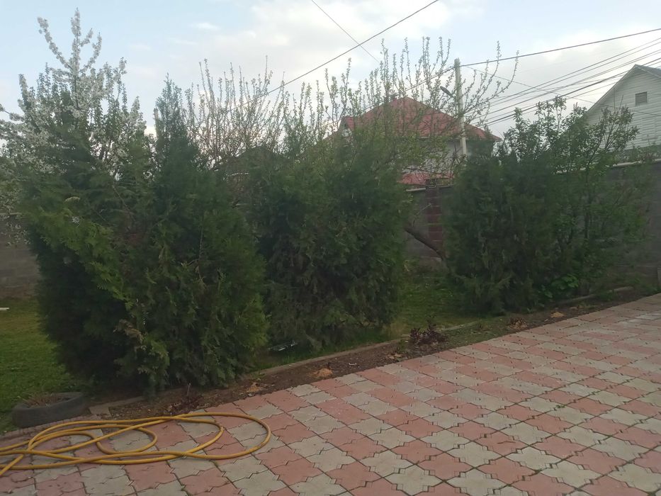 Туя деревья для продажи