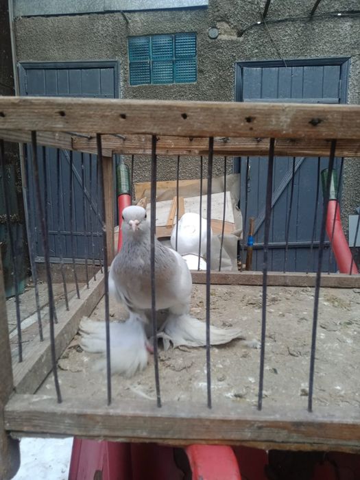 Продам голубей.   .