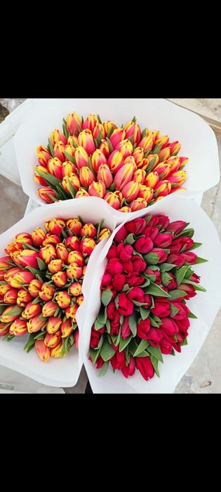 Тюльпаны с теплицы оптом голландские сорта