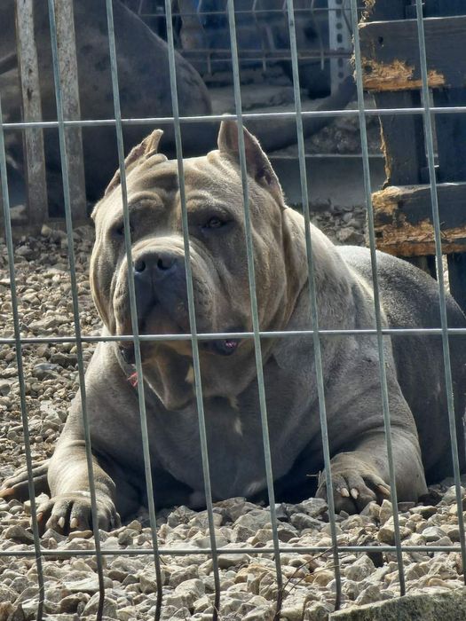 Американско були ХЛ