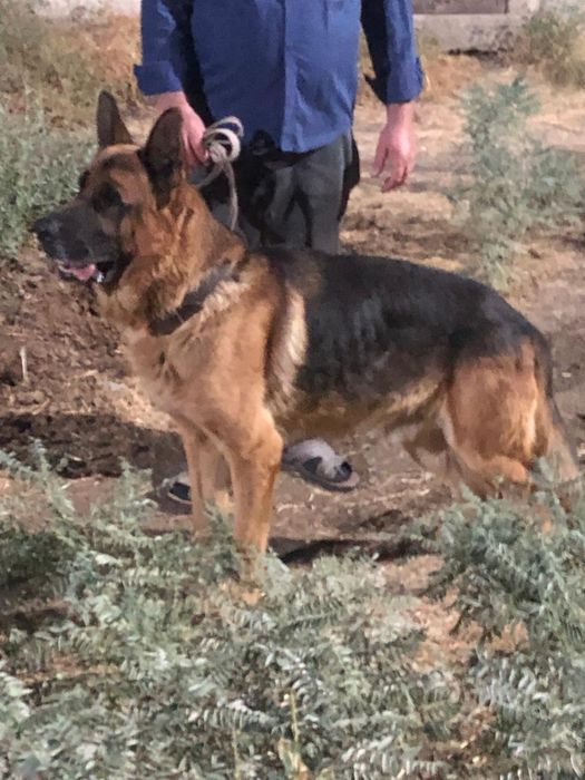 Продам щенят немецкой овчарки