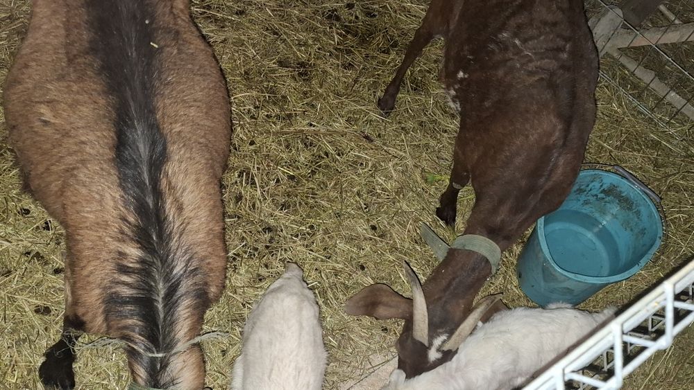 Vând 2 capre fatate