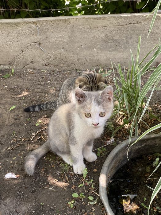 Отдам котят в добрые руки