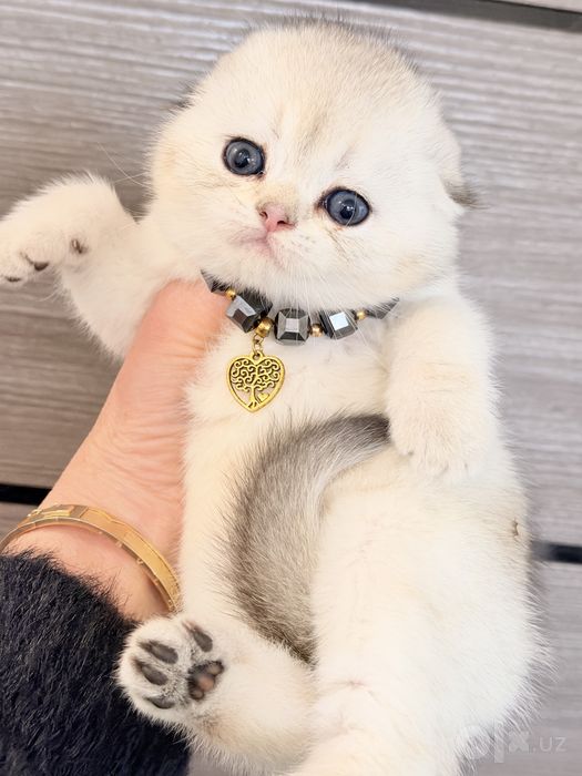 Читокровные котята