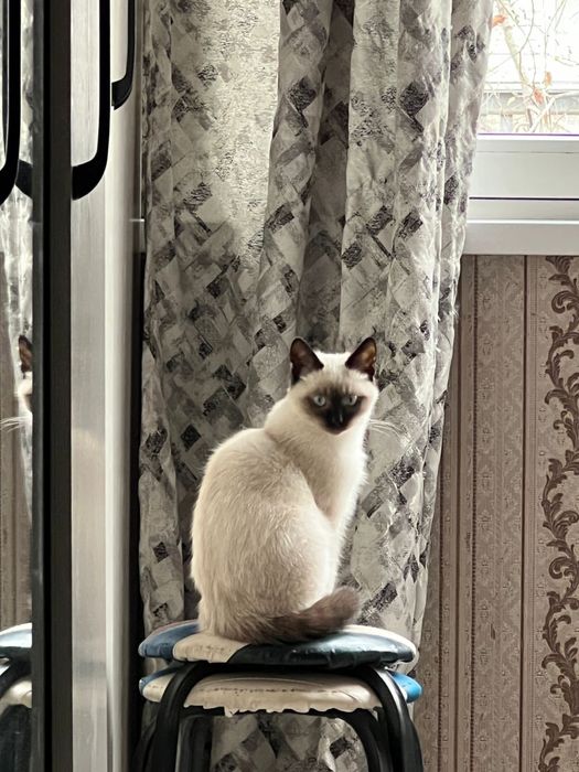 Пропал кот! Вознаграждение