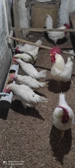 Продам курей несушек