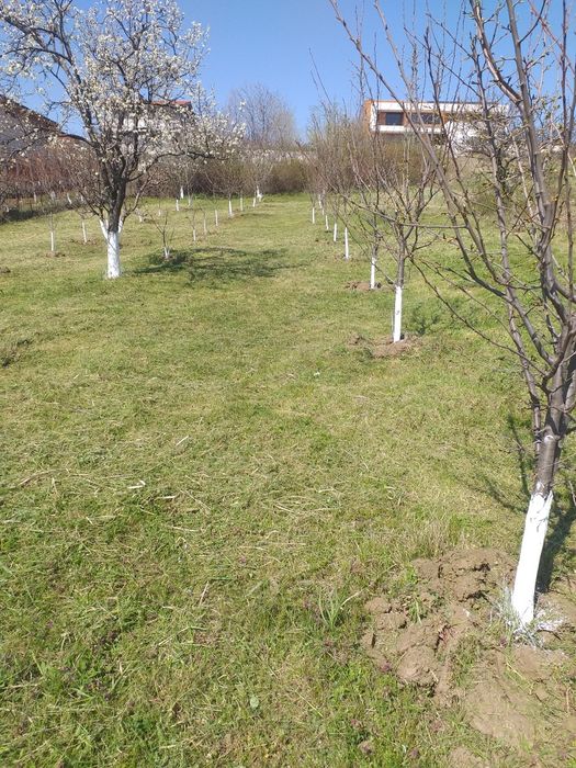 Curăț terenuri defrișez