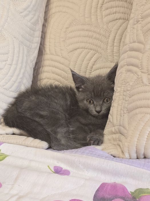 Отдам котёнка в хорошие руки