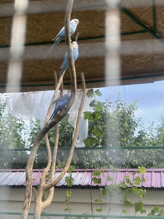 Lavnisty papugay sotiladi optom