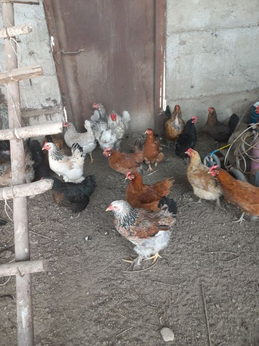 Яйца инкубационные