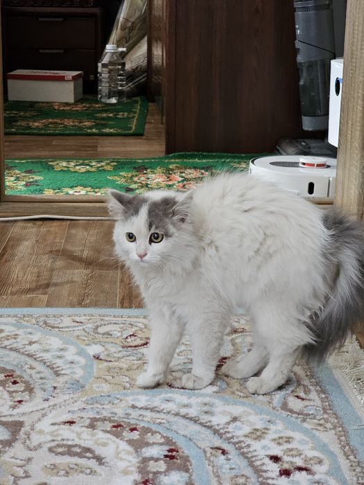 Продаётся котёнок
