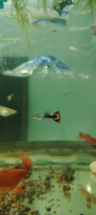 Гуппи микс по штучно