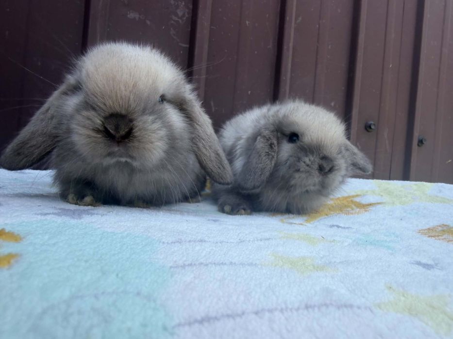 Vând pui de berbec pitic holland lop
