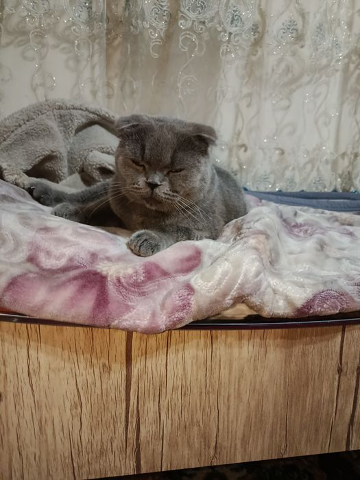 Skotish fold toza zot