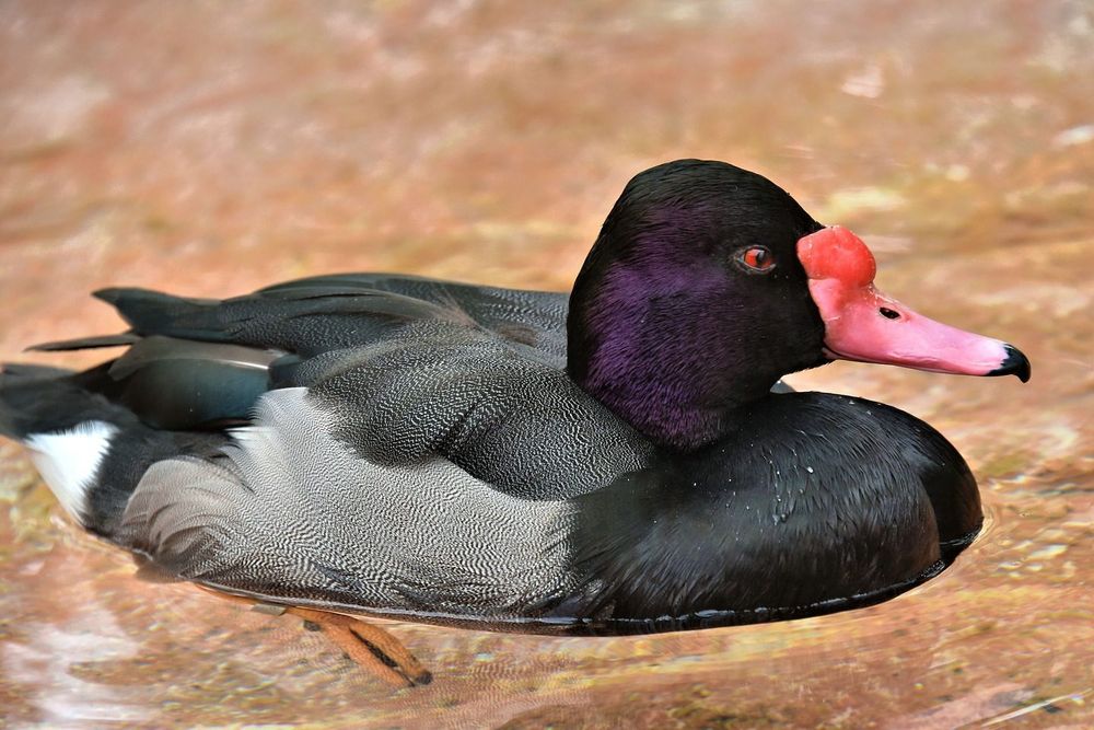 Rate Peposaka ( rațe exotice de apă peposaca)