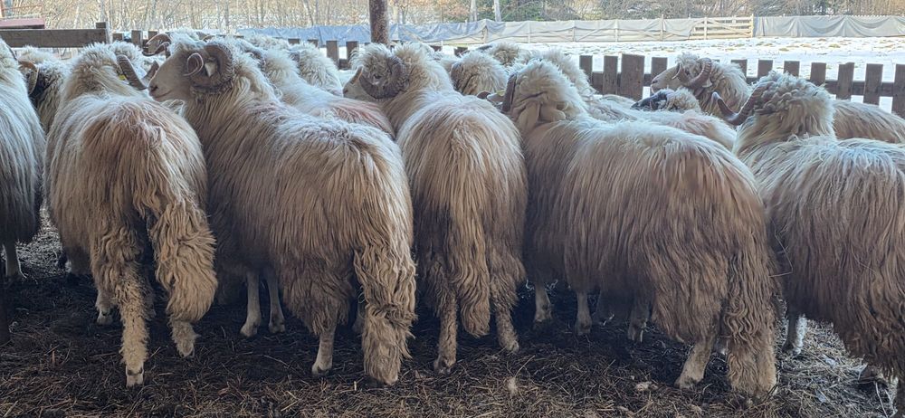 Berbeci bâli de vânzare