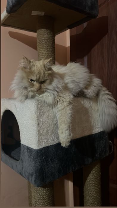 Продам кошку породную