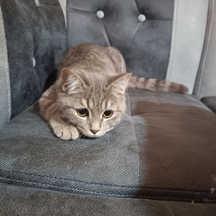 Scottish strayt mushuk