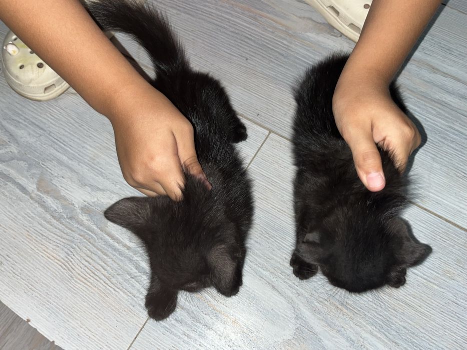 Раздаю котят в добрые руки