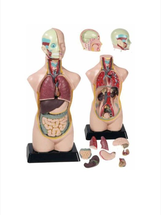 Mulaj tors uman, Edu-Toys, 50 cm