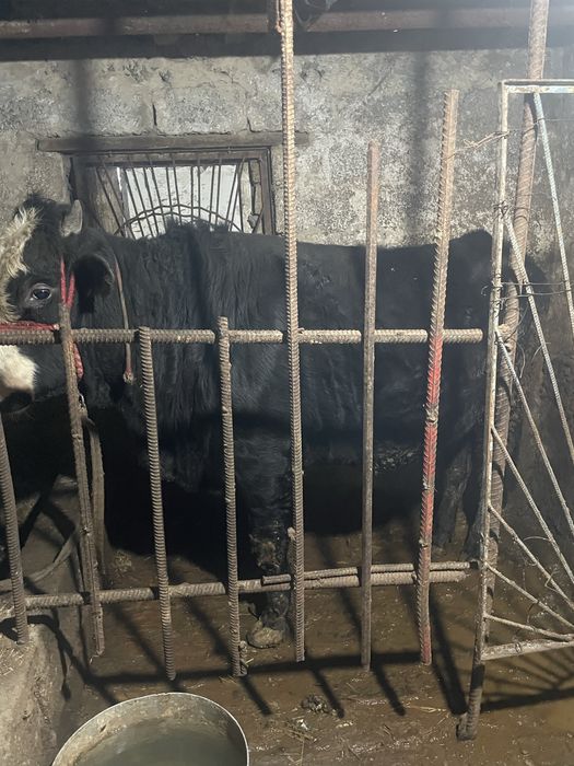 Buqa sotiladi stochno