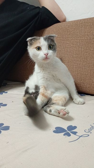Продам кошечку, британскую вислоухую