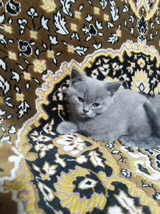 Продаются котята