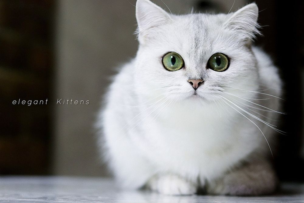 Серебристая шиншилла девочка