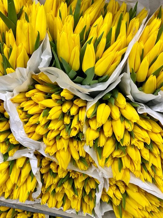 Голланские тюльпаны оптом и в розницу