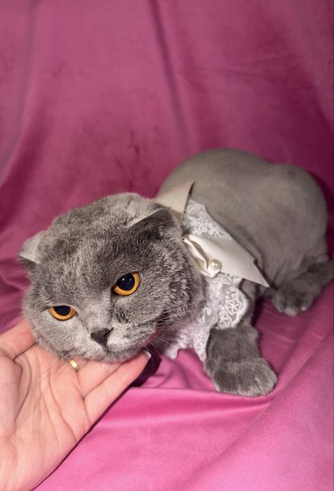 Tune catei bragadiru