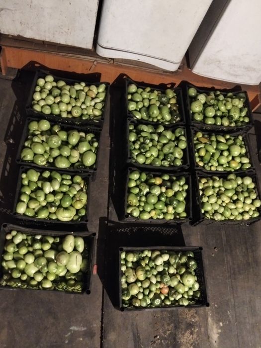 Продам Помидор зелёныи.