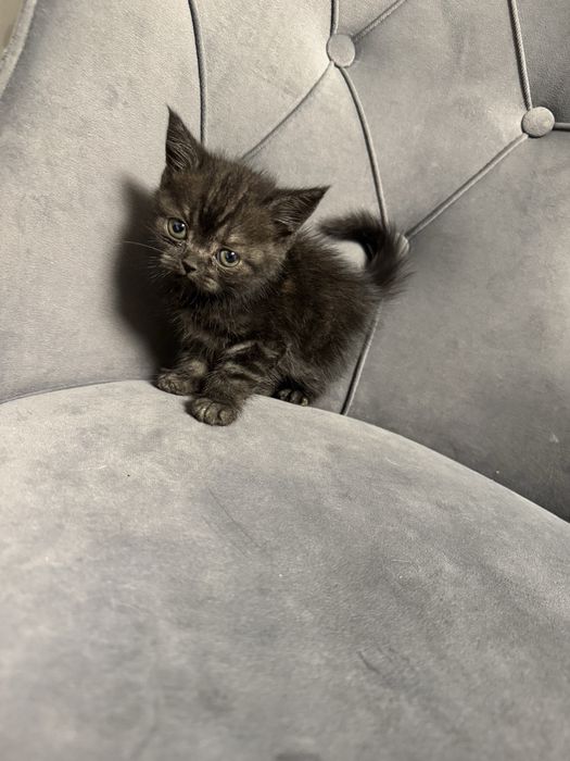 Шотландские  котята