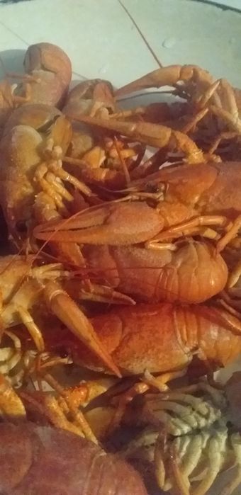 Раки живые и вареные