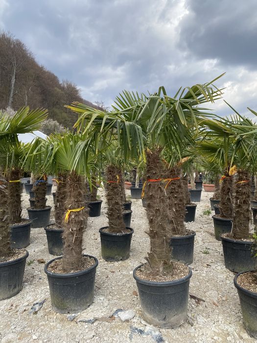 Palmier Trachycarpus Rezistenti la ingheț
