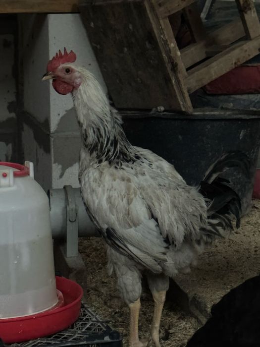Продам 2 петушков помесных