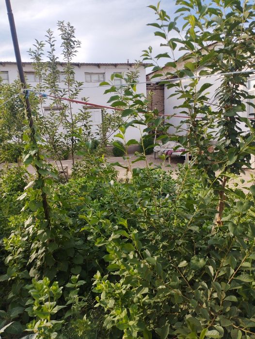 Хожели мясокомбинатта улкен уй сатылады 350 млн