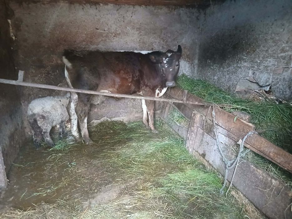 Vaca de vânzare