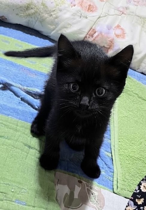 Котята 2,5 месяца мальчики и девочки