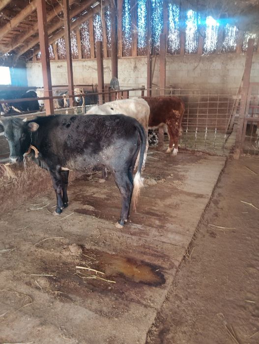 Продаются телочки