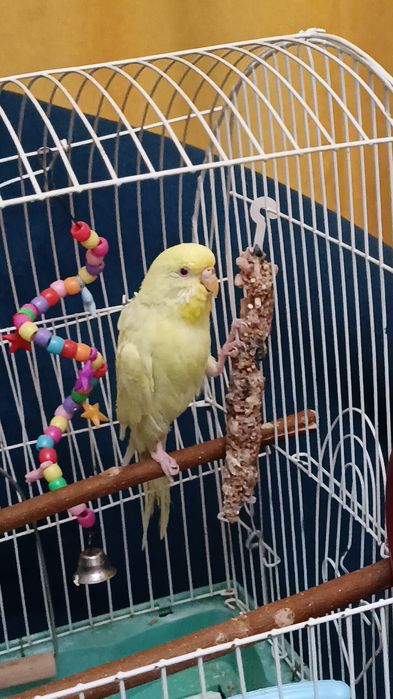 Волнистые попугаи