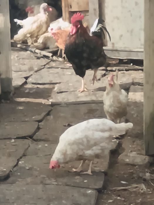 Куры несушки белый