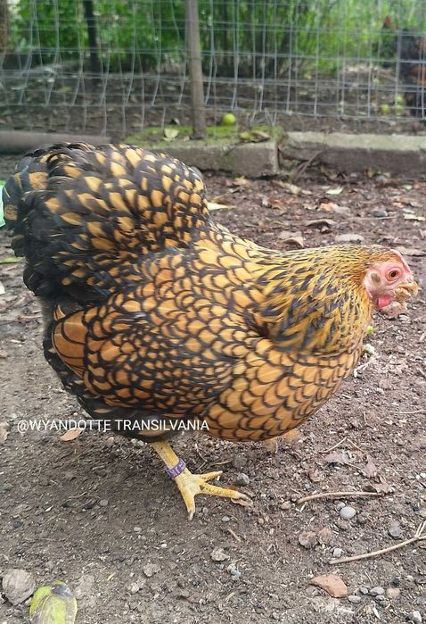 Wyandotte GSG Pitic familie 5+1