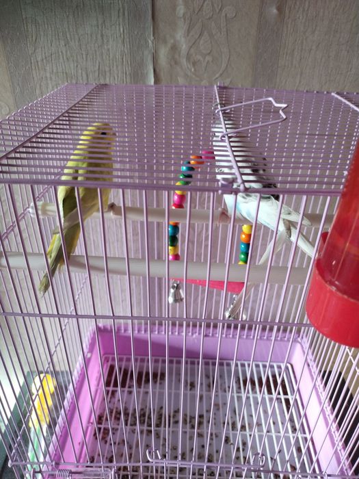 папугайчик чистыи