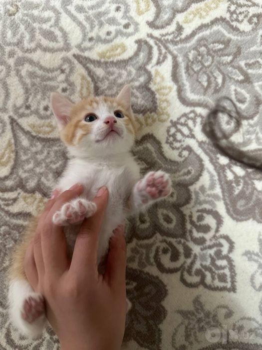 Котенки.Отдам бесплатно
